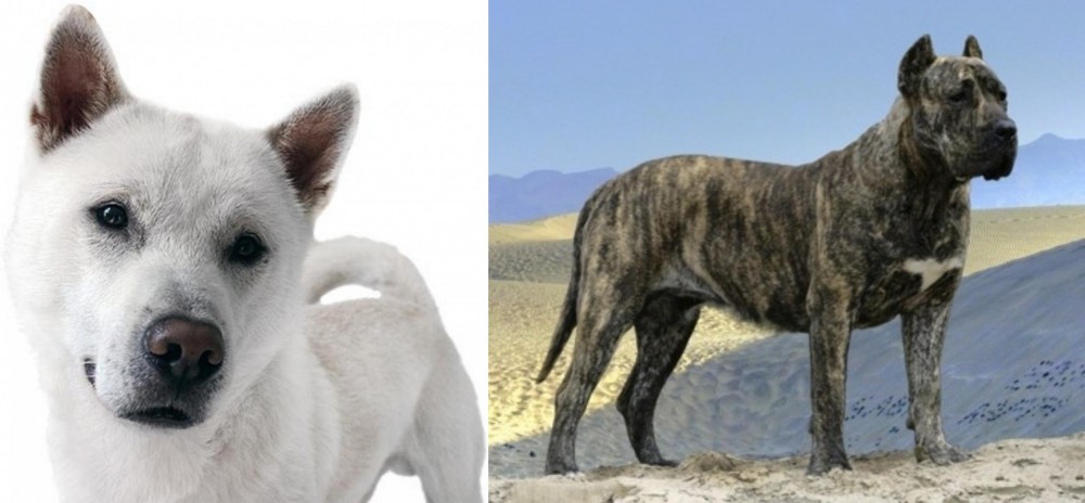 Presa Canario vs Kishu - Breed Comparison