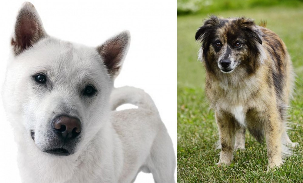 Pyrenean Shepherd vs Kishu - Breed Comparison