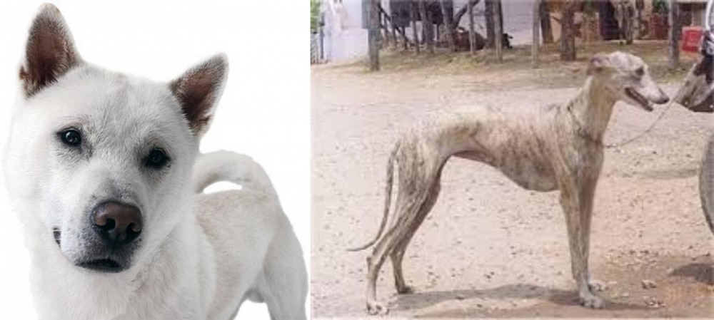 Rampur Greyhound vs Kishu - Breed Comparison