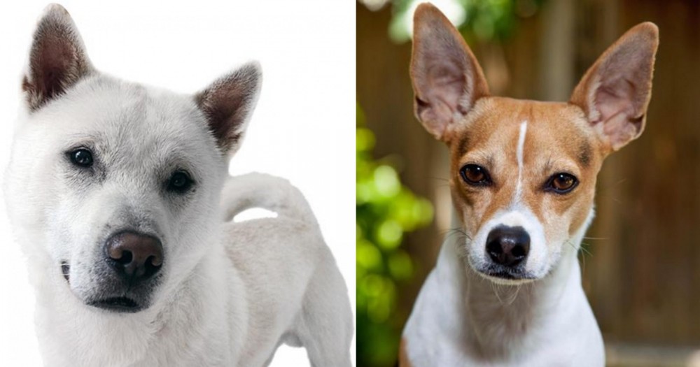 Rat Terrier vs Kishu - Breed Comparison