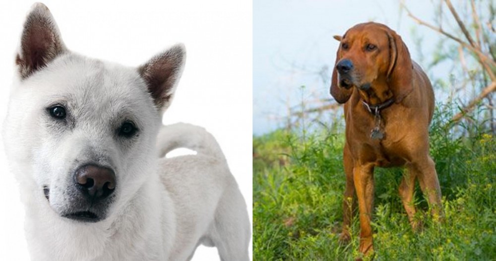 Redbone Coonhound vs Kishu - Breed Comparison