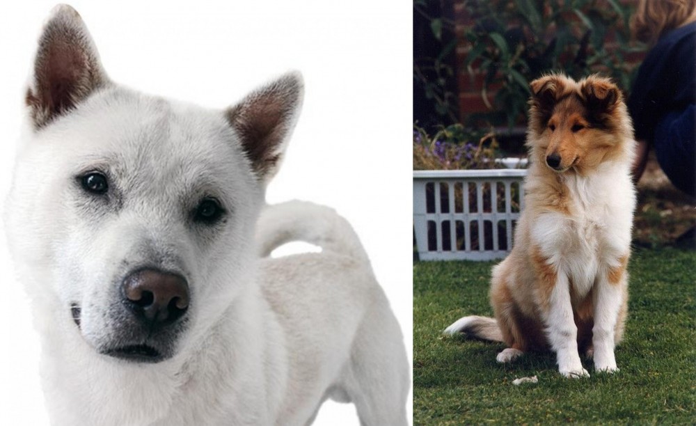 Rough Collie vs Kishu - Breed Comparison