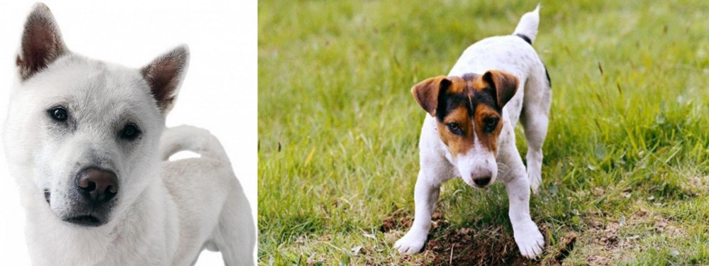Russell Terrier vs Kishu - Breed Comparison