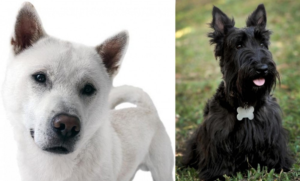 Scoland Terrier vs Kishu - Breed Comparison