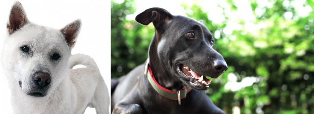 Shepard Labrador vs Kishu - Breed Comparison