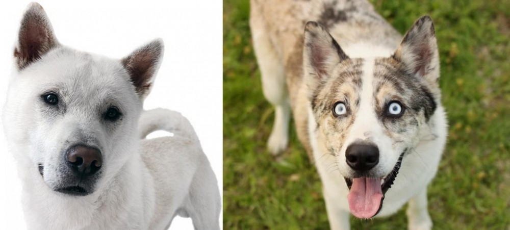 Shepherd Husky vs Kishu - Breed Comparison
