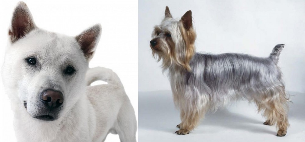 Silky Terrier vs Kishu - Breed Comparison
