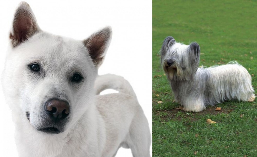 Skye Terrier vs Kishu - Breed Comparison