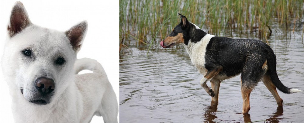 Smooth Collie vs Kishu - Breed Comparison