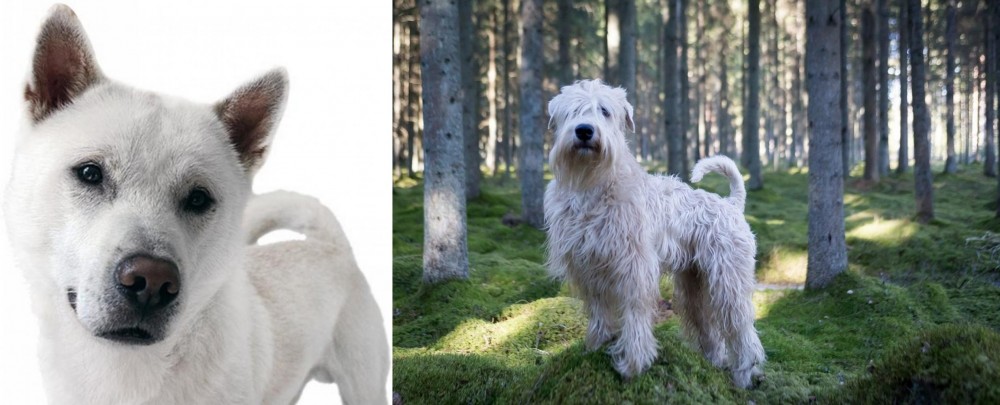 Soft-Coated Wheaten Terrier vs Kishu - Breed Comparison