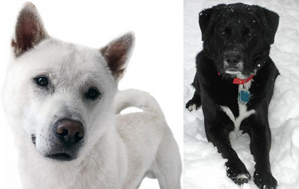 St. John's Water Dog vs Kishu - Breed Comparison