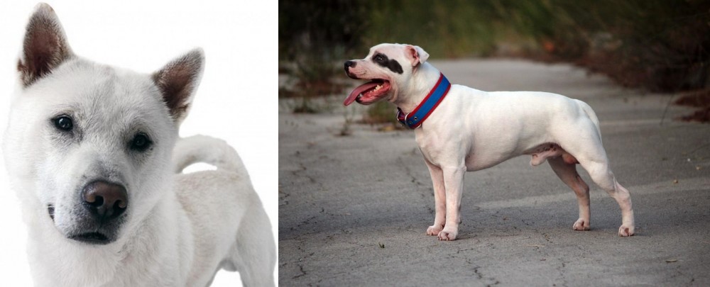 Staffordshire Bull Terrier vs Kishu - Breed Comparison