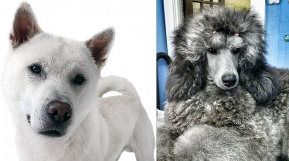 Standard Poodle vs Kishu - Breed Comparison