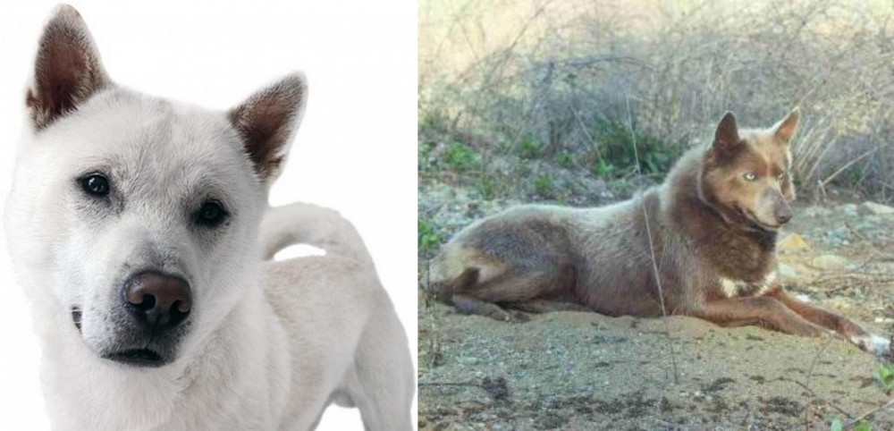Tahltan Bear Dog vs Kishu - Breed Comparison