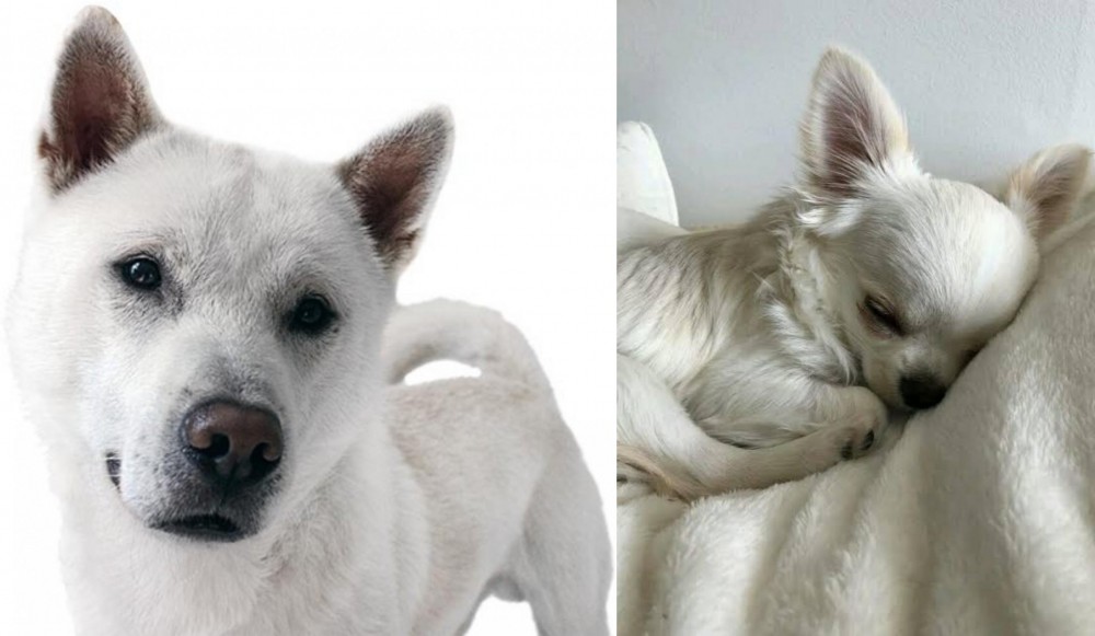 Tea Cup Chihuahua vs Kishu - Breed Comparison