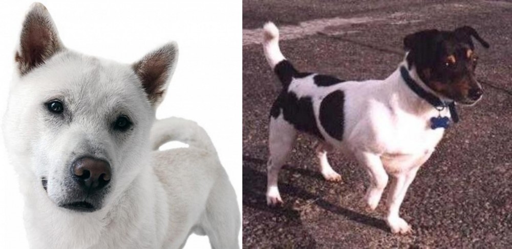 Teddy Roosevelt Terrier vs Kishu - Breed Comparison