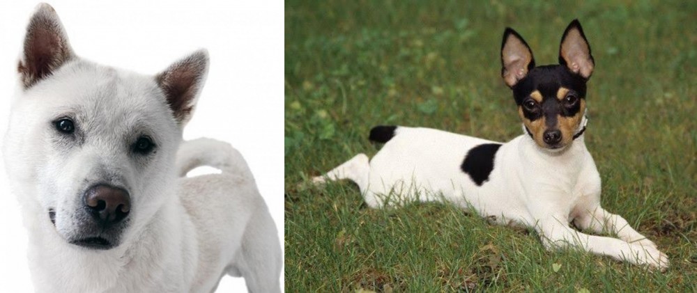 Toy Fox Terrier vs Kishu - Breed Comparison