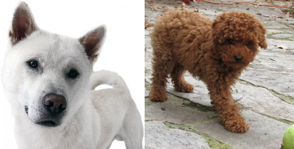 Toy Poodle vs Kishu - Breed Comparison