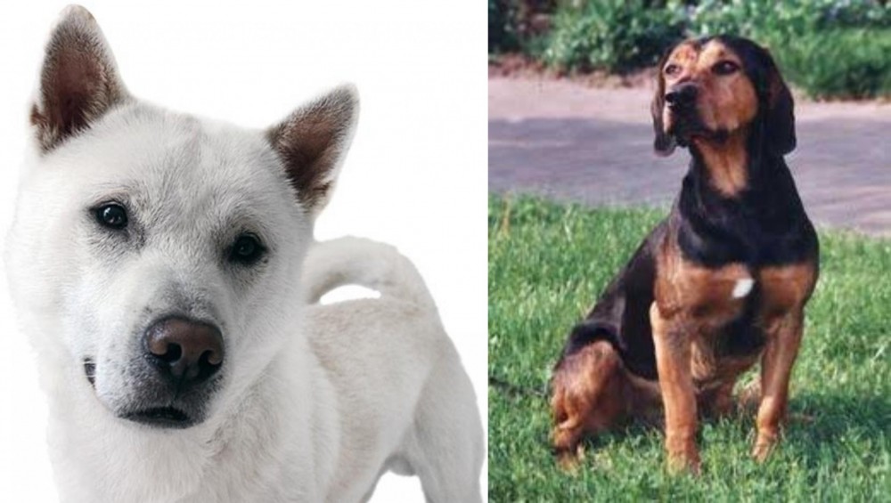 Tyrolean Hound vs Kishu - Breed Comparison