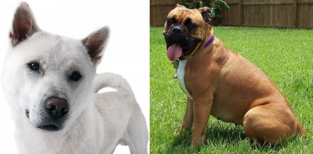 Valley Bulldog vs Kishu - Breed Comparison