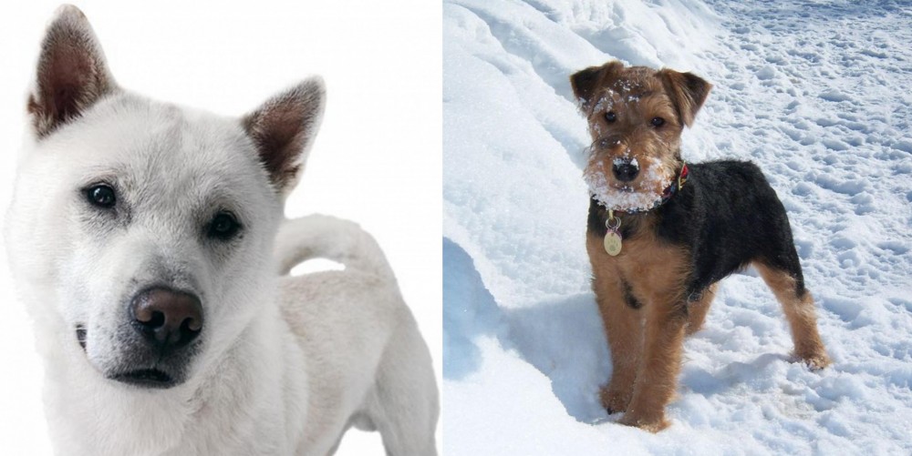 Welsh Terrier vs Kishu - Breed Comparison