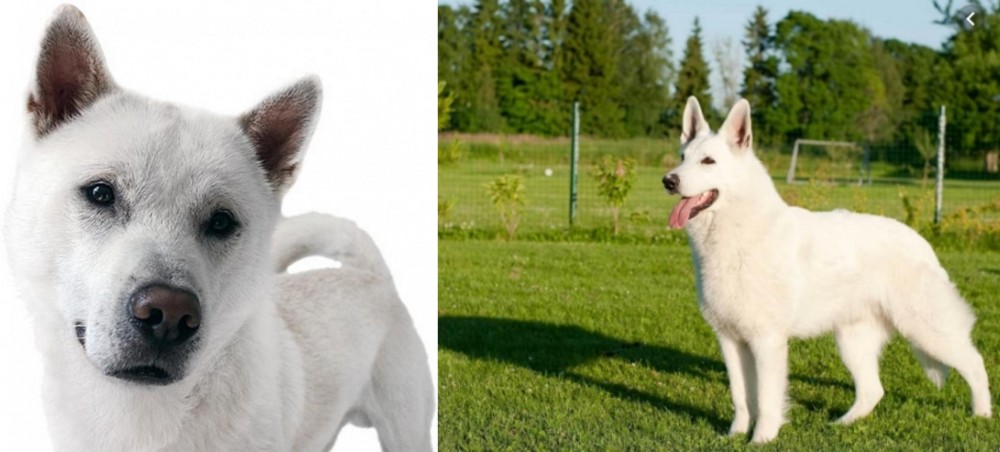 White Shepherd vs Kishu - Breed Comparison