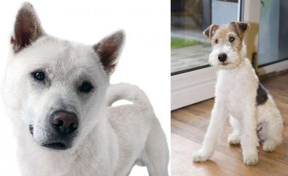 Wire Fox Terrier vs Kishu - Breed Comparison