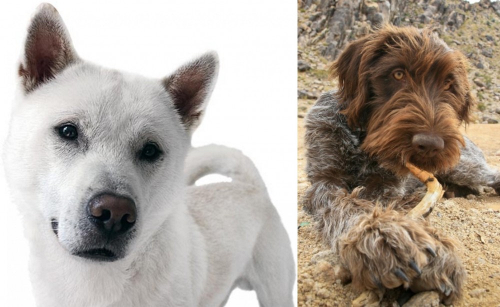 Wirehaired Pointing Griffon vs Kishu - Breed Comparison