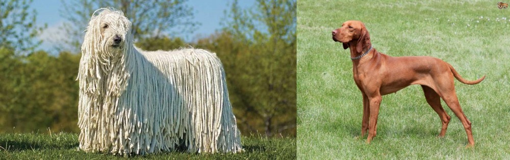 Hungarian Vizsla vs Komondor - Breed Comparison