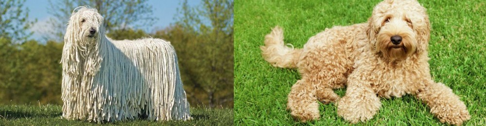 Labradoodle vs Komondor - Breed Comparison