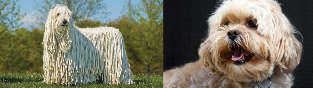 Lhasapoo vs Komondor - Breed Comparison