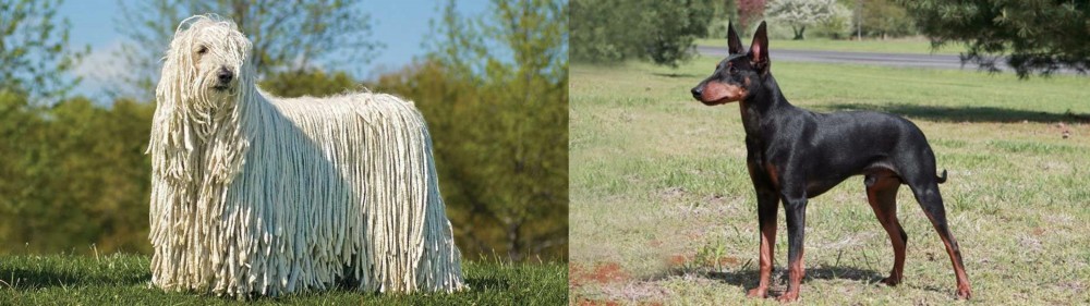 Manchester Terrier vs Komondor - Breed Comparison