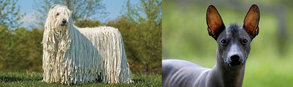 Mexican Hairless vs Komondor - Breed Comparison