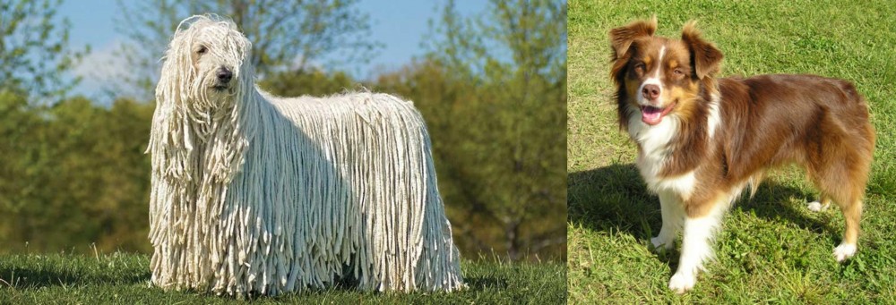 Miniature Australian Shepherd vs Komondor - Breed Comparison