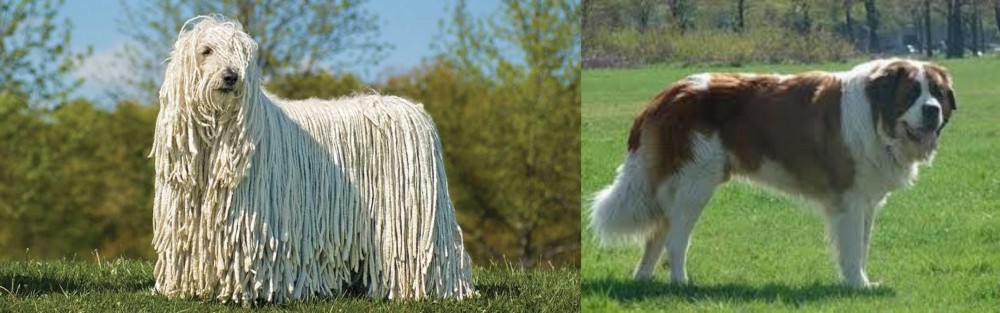 Moscow Watchdog vs Komondor - Breed Comparison