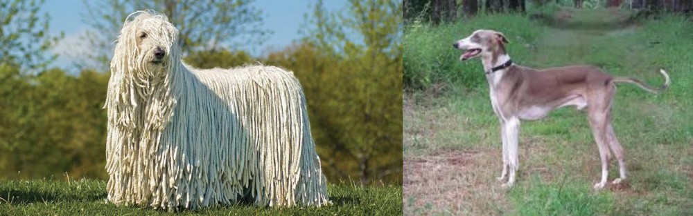 Mudhol Hound vs Komondor - Breed Comparison