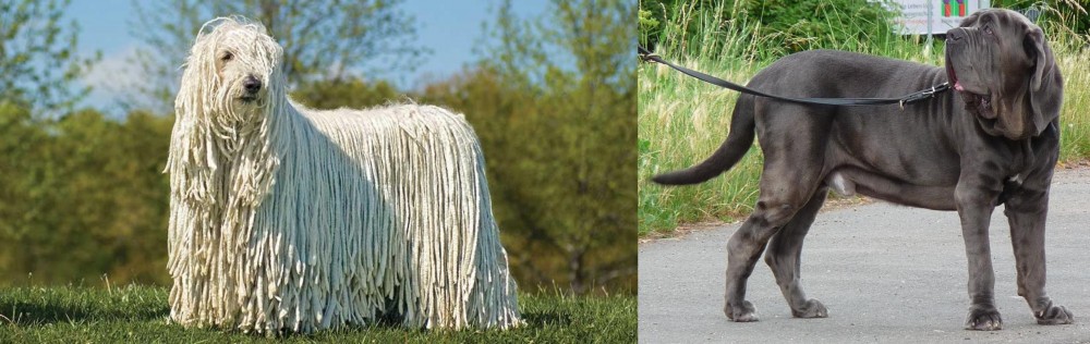Neapolitan Mastiff vs Komondor - Breed Comparison