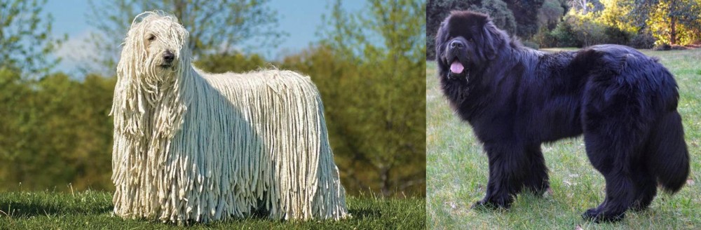 Newfoundland Dog vs Komondor - Breed Comparison