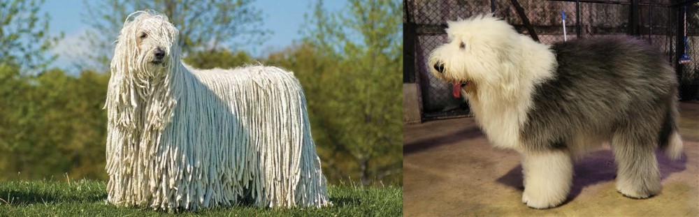 Old English Sheepdog vs Komondor - Breed Comparison
