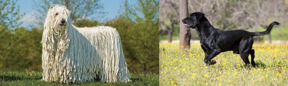 Perro de Pastor Mallorquin vs Komondor - Breed Comparison