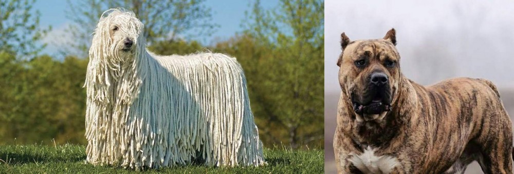 Perro de Presa Canario vs Komondor - Breed Comparison
