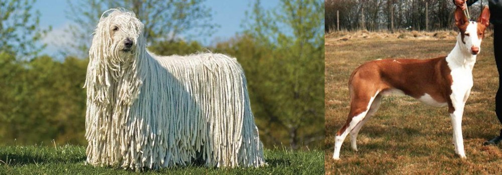 Podenco Canario vs Komondor - Breed Comparison