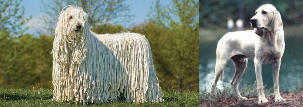 Porcelaine vs Komondor - Breed Comparison