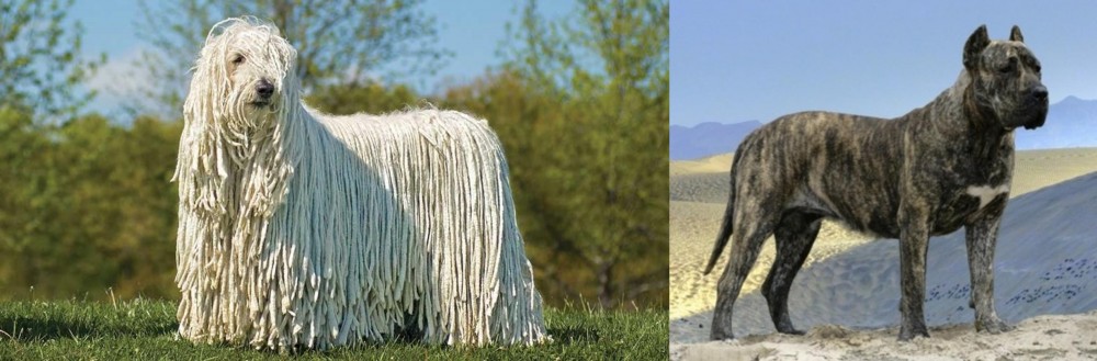 Presa Canario vs Komondor - Breed Comparison