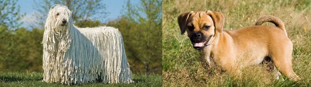 Puggle vs Komondor - Breed Comparison