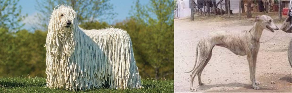 Rampur Greyhound vs Komondor - Breed Comparison