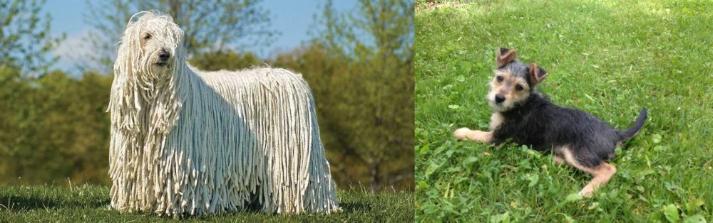 Schnorkie vs Komondor - Breed Comparison