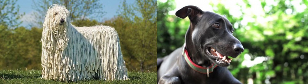 Shepard Labrador vs Komondor - Breed Comparison