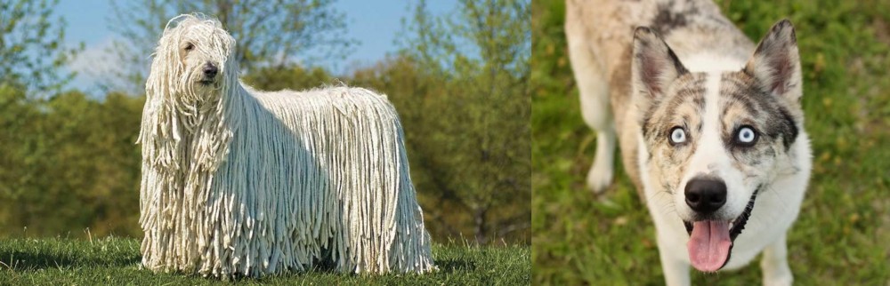 Shepherd Husky vs Komondor - Breed Comparison