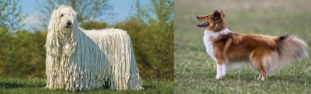Shetland Sheepdog vs Komondor - Breed Comparison